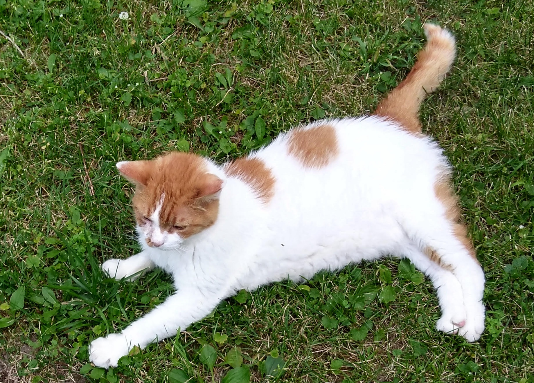 An orange and white cat lounges on the grass. With a pet trust, you can help ensure that your pet will be cared for for the rest of its lifetime. 