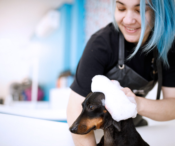 A businesswoman shampoos a dog inside her pet grooming shop.