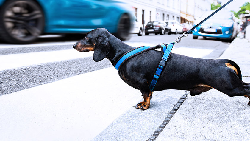 dog on leash crossing the street 