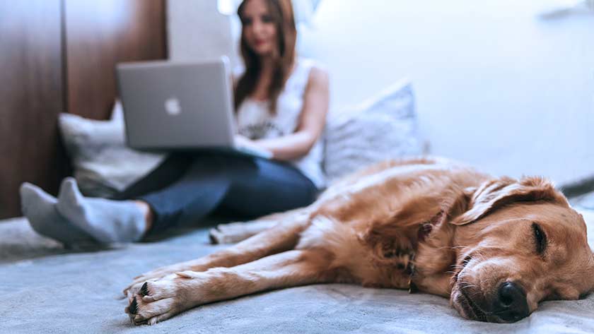 woman-on-laptop-in-bed-next-to-dog