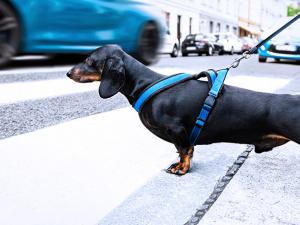 Starting a dog walking business? What you should know