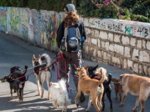 Protect your dog walking business with a dog walking contract