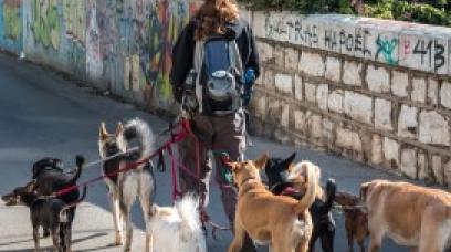 Protect Your Dog Walking Business with a Dog Walking Contract